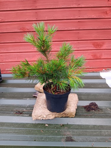 Pinus strobus rheinhaus - rheinhaus,