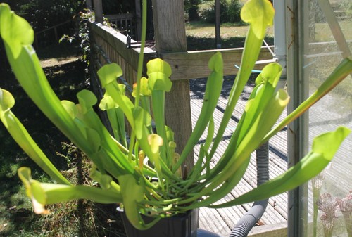 Mature sarracenia chelsonii - mature,