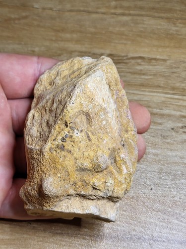 Spinosaurus dinosaur fossil - spinosaurus,