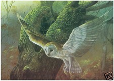 Daphine Baxter - Owl in Flight
