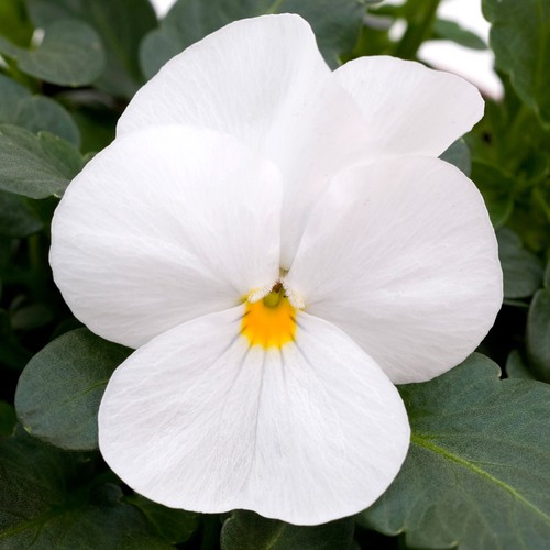 Viola white colourful - viola, |