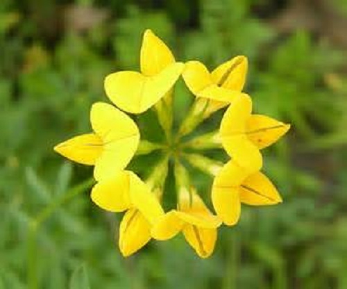 Birdsfoot trefoil wild flower - trefoil,