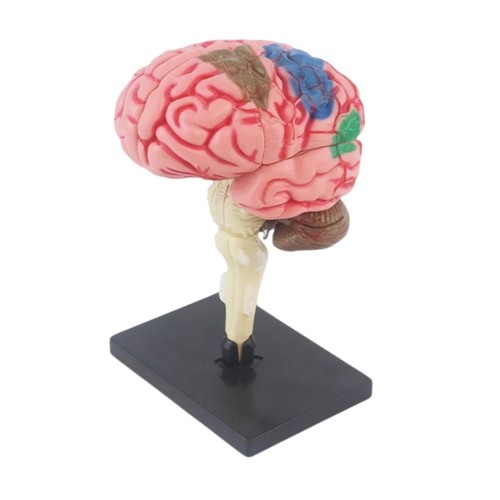 Human brain anatomy model - human, kid