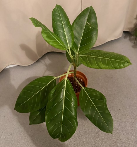 Ficus altissima 15cm - ficus, |15cm