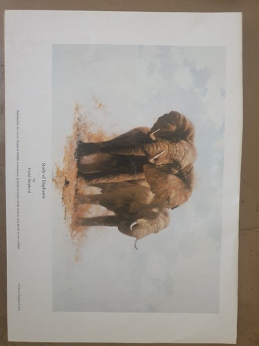 David shepherd signed print - signed,