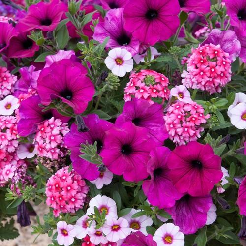 Trio cherry kiss outdoor - cherry,