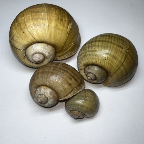 Lot apple snail shells - of,