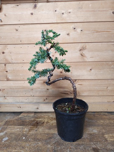 Juniper bonsai tree training - ,