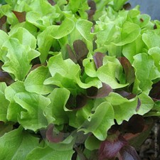 6x Lettuce Mixed Baby Leaf