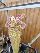 Sarracenia Bocaza 