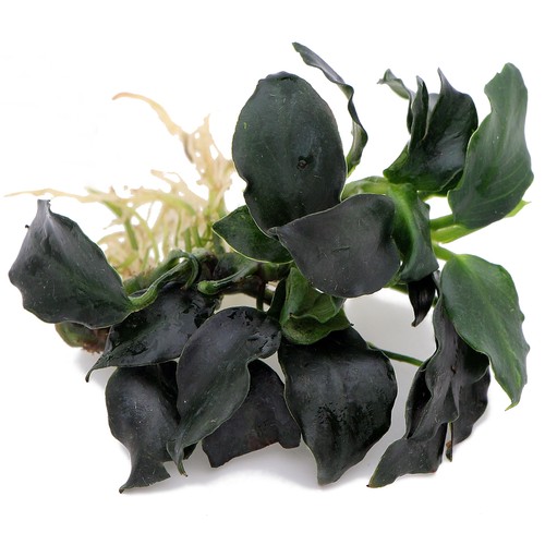 Anubias species live - 50,