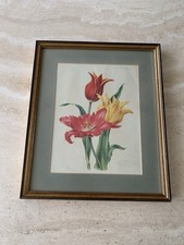 Vintage Framed Print Red Yellow Tulip Flowers Floral Picture
