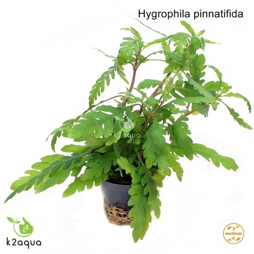 Hygrophila pinnatifida live - hygrophila,
