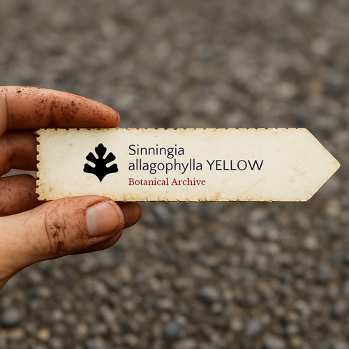 Sinningia allagophylla yellow - sinningia,