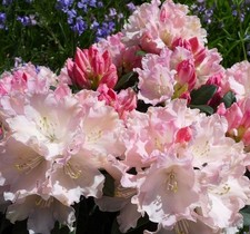 Rhododendron dreamland ltr - rhododendron, 1.5
