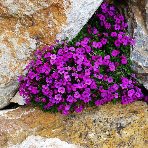 Rock cress 100 seeds - ,