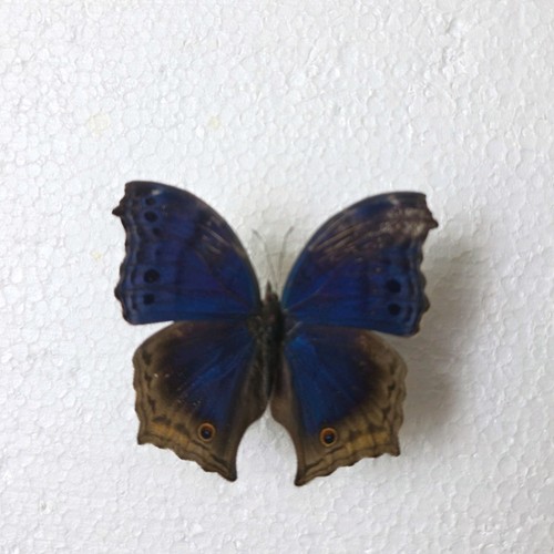 Salamis temora set specimen - salamis,