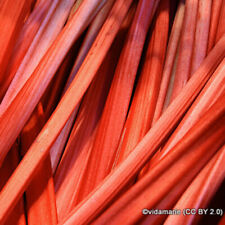 Rhubarb 'Timperley Early' - 1 crown FREE NATIONWIDE DELIVERY