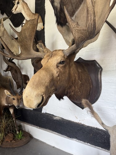 Rowland ward moose - rowland,