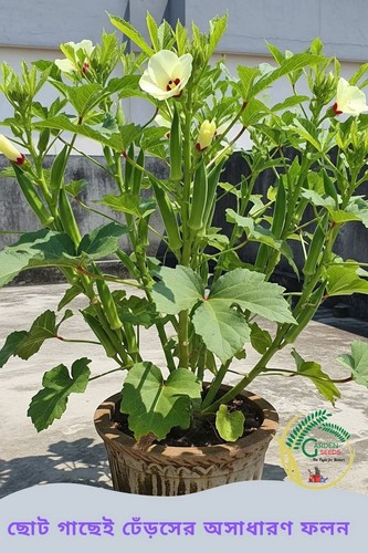 Okra seeds high yielding - okra,