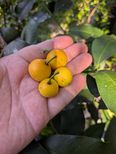 Lemon drop mangosteen - lemon,