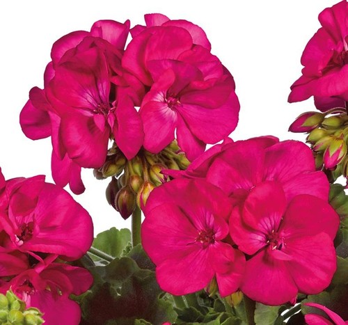 Zonal geranium smart laura - zonal,