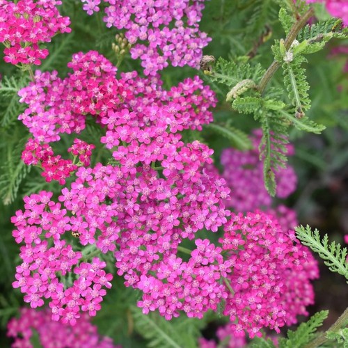 Achillea 10cm plants - x6,