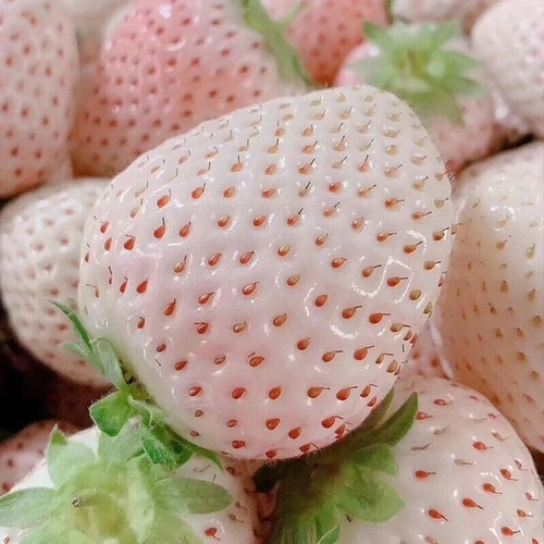 Rare white strawberry - white,