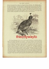 Californian Quail, Partridge & Chicks On Reverse, Birds, Book Illustration, 1896