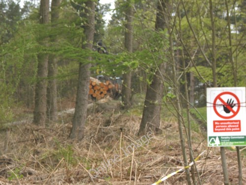 Photo 6x4 forestry machinery - forestry,