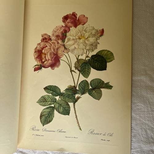 Roses pierre joseph - pierre,