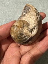 Beautiful nautilus fossil from - nautilus,