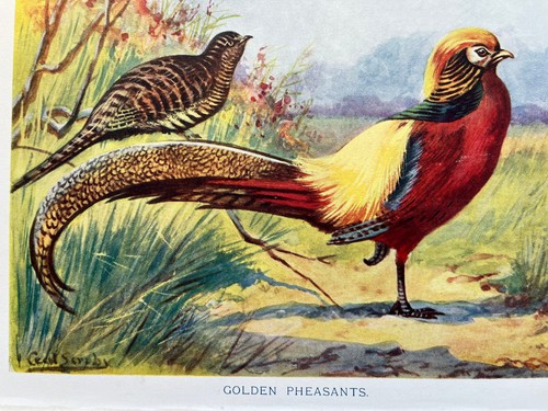 Antique chromolithograph - , of