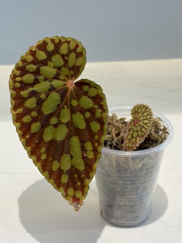 Begonia chlorosticta - begonia,