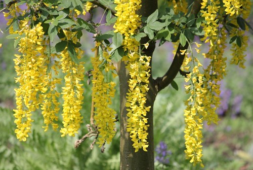 Laburnum vossii golden rain - laburnum,