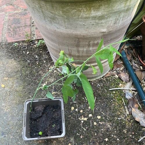 Passiflora passion flower - ,