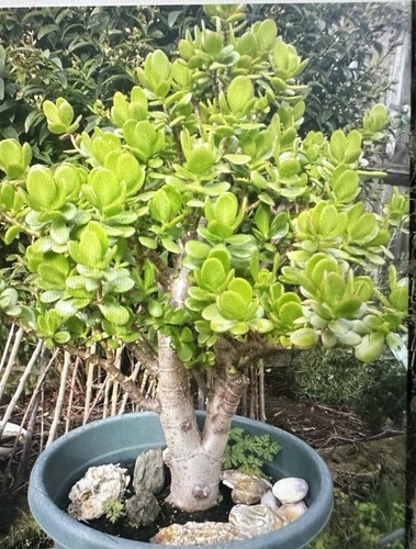 Jade plant money tree - jade,