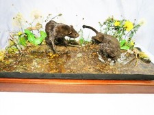 Mink taxidermy display - , in