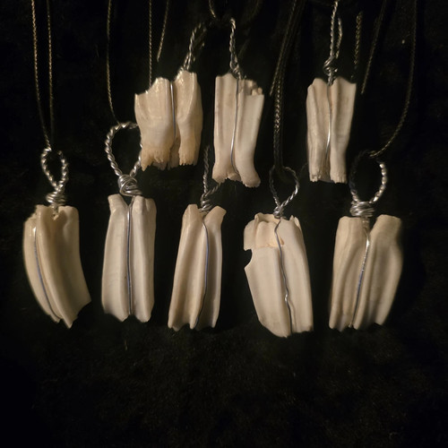 Authentic goat teeth large - authentic,