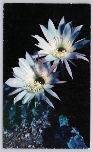 Lavender easter lily - lavender,