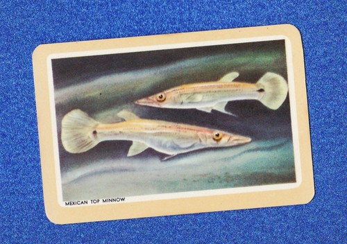 Vintage woolworths fish swap - vintage,
