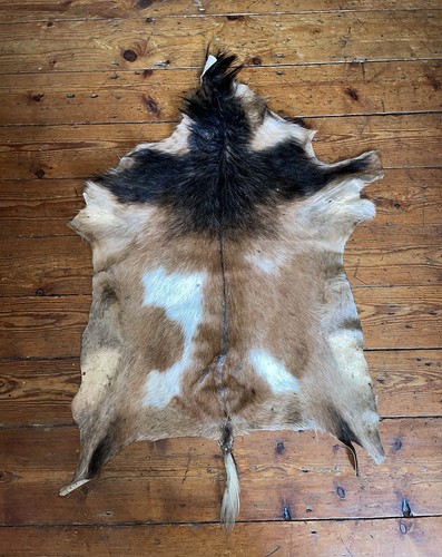 New moroccan goat skin - new,