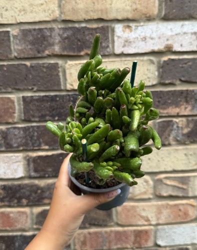 Money tree jade - jade,