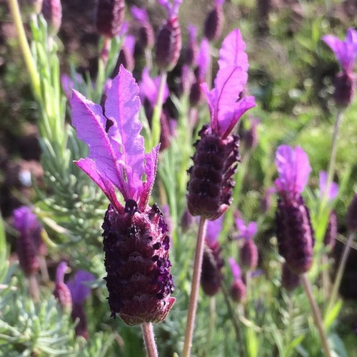French lavender lavendula - 6x,
