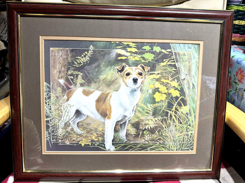 Jack russell terrier dog - russell,