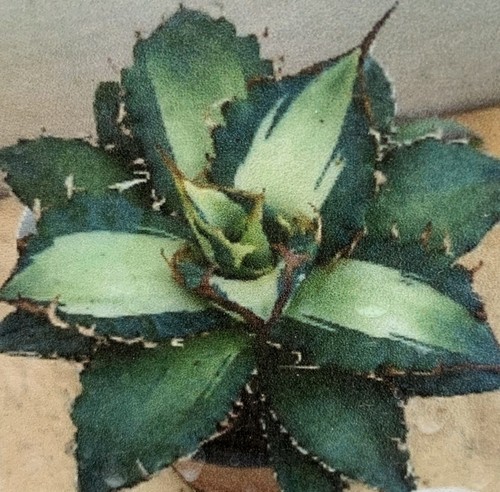 Rare agave titanota solar - rare, 'solar