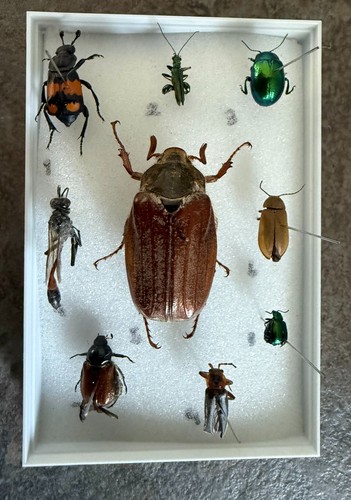 Nine great british - , insects