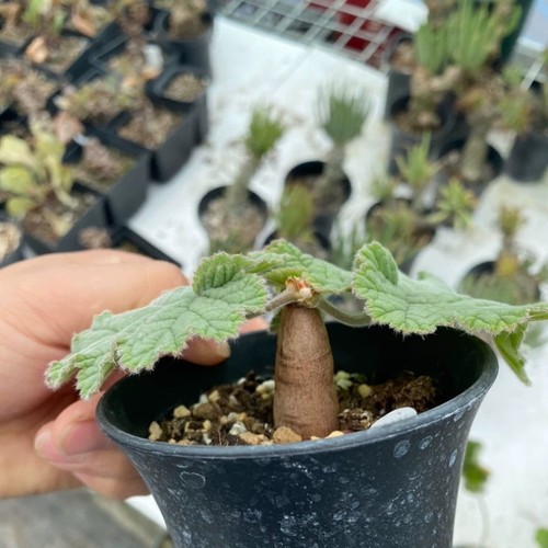 1cm succulent cactus plant - 1cm,