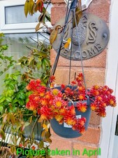 Hardy Sedum succulents rooted