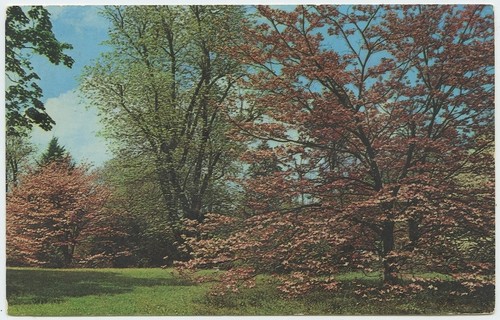 Dogwood tree 1969 vintage - 1969,
